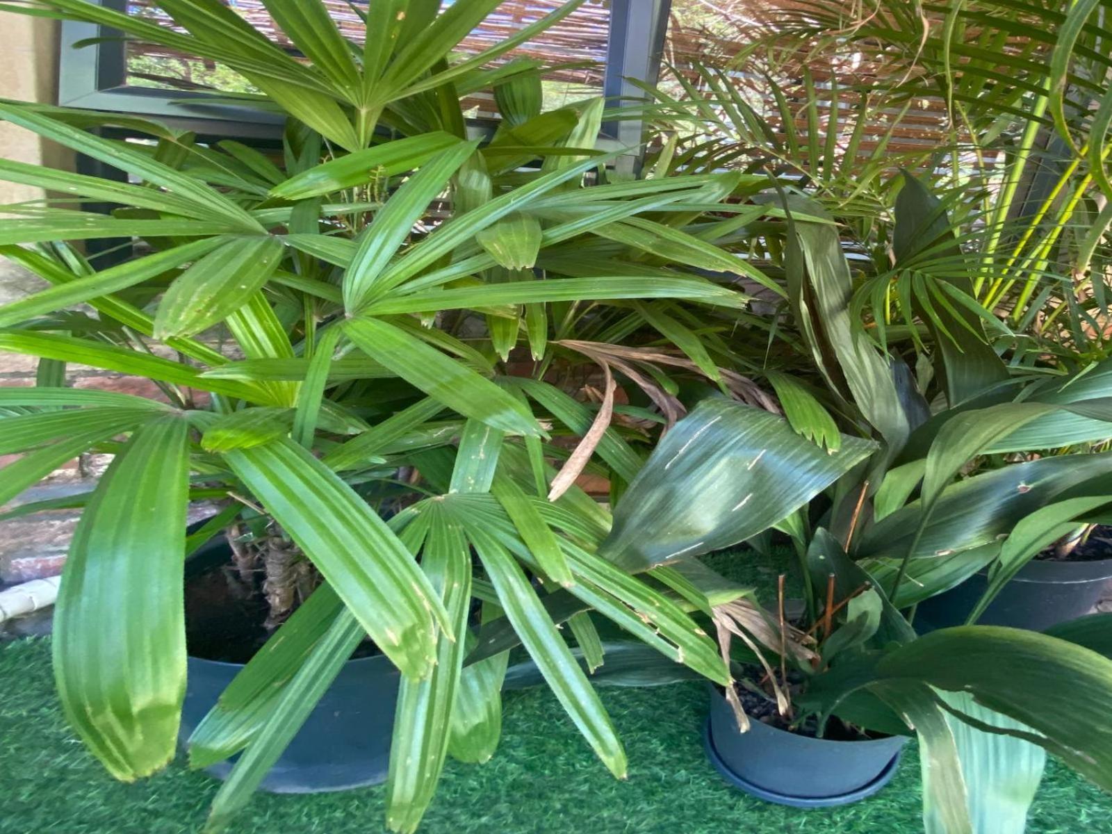 Aloe Guesthouse Klerksdorp Rom bilde